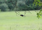 Eastern Bluebird (11)