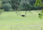 Eastern Bluebird (12)