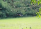Eastern Bluebird (13)