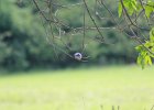Eastern Bluebird (14)