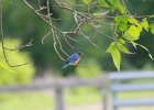 Eastern Bluebird (15)