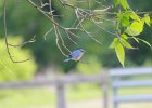 Eastern Bluebird (16)