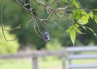 Eastern Bluebird (17)