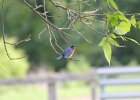 Eastern Bluebird (18)