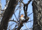 Eastern Bluebird (20)