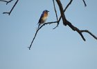 Eastern Bluebird (21)