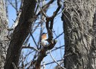 Eastern Bluebird (22)
