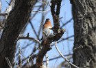 Eastern Bluebird (24)