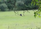 Eastern Bluebird (9)