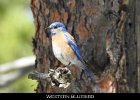 065 - 727 Western Bluebird