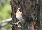 Western Bluebird (1)