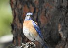 Western Bluebird (10)