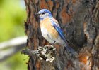 Western Bluebird (11)