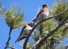 Western Bluebird (5)