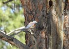 Western Bluebird (6)
