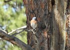 Western Bluebird (7)