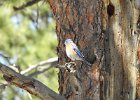 Western Bluebird (8)