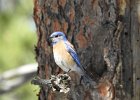 Western Bluebird (9)