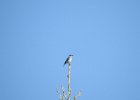 Mountain Bluebird (1)
