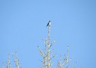 Mountain Bluebird (2)