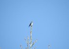 Mountain Bluebird (3)