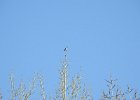 Mountain Bluebird (4)