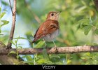 065 - 733 Veery