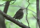 101Gray-cheeked Thrush