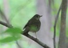 Gray-cheeked Thrush (1)