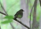Gray-cheeked Thrush (2)