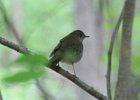Gray-cheeked Thrush (3)
