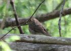 Gray-cheeked Thrush (5)