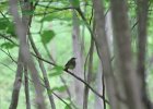 Gray-cheeked Thrush (8)