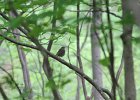 Gray-cheeked Thrush (9)