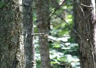 Bicknell's Thrush (1)