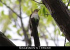 065 - 736 Swainson's Thrush