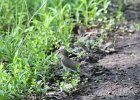 Swainson's Thrush (26)