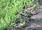 Swainson's Thrush (27)