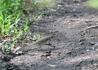 Swainson's Thrush (30)