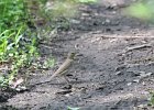 Swainson's Thrush (31)