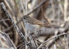101Hermit Thrush