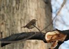 102Hermit Thrush