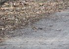 Hermit Thrush (15)