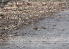 Hermit Thrush (16)