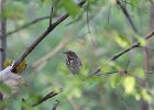 Hermit Thrush (18)