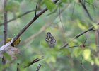 Hermit Thrush (19)