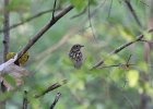 Hermit Thrush (22)