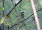 Hermit Thrush (23)