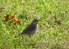 Hermit Thrush (29)