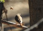 Hermit Thrush (33)